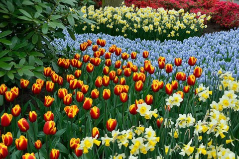 Tulips (Tulipa hybrids)