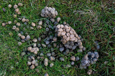 Sheep faeces