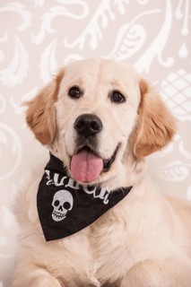 Golden Retriever wearing a skull handkerchief