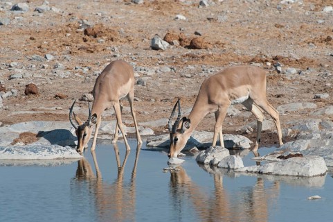 Two young male Impalas (Aepyceros melampus) drinking at Halali waterhole