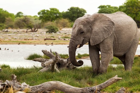 African Elephant (Loxodonta africana)