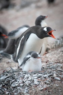 Gentoo Penguin (Pygoscelis papua) and chick at the nest