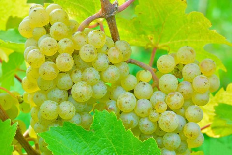 Ripe grapes