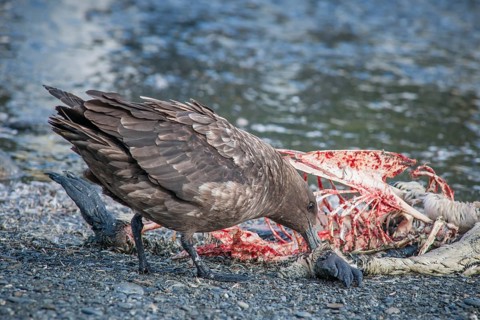 South Polar Skua (Stercorarius maccormicki) feeding on the carcass of a King Penguin (Aptenodytes patagonicus)
