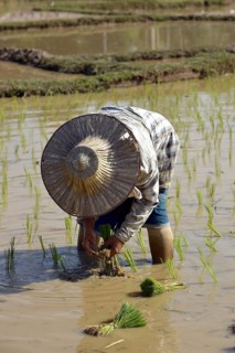 Rice cultivation