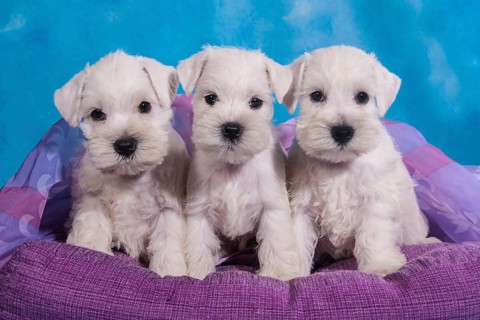 Three white Miniature Schnauzer puppies