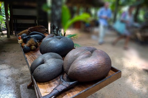 Ripe fruit of the Maldive Coconut or Coco de Mer (Lodoicea maldivica)