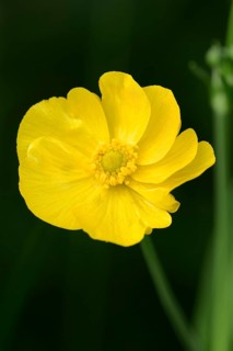 Greater Spearwort or Water Spearwort (Ranunculus lingua)
