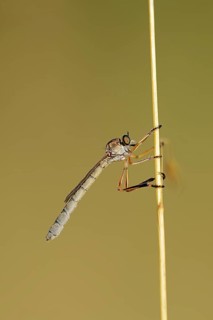 Striped Slender Robberfly (Leptogaster cylindrica)