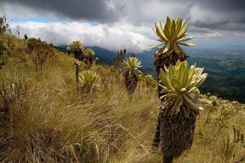 Frailejon or Fraylejon (Espeletia pycnophylla) plants in the paramo landscape