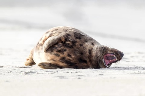 Grey Seal (Halichoerus grypus)