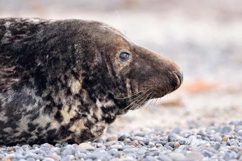 Grey Seal (Halichoerus grypus)