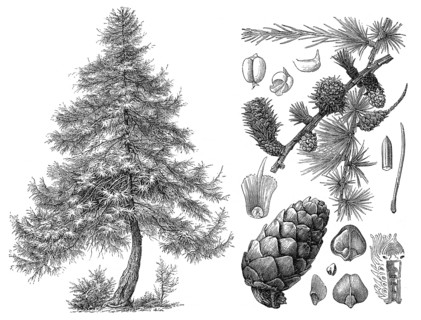 Historical illustration