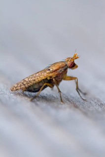 Yellow dung fly (Scathophaga stercoraria)