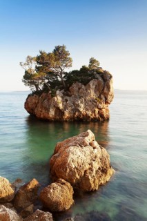Tree growing on a rock in the sea