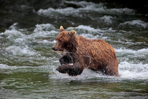 Grizzly Bear (Ursus arctos horribilis) adult