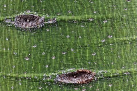 Trunk of the Kurrajong tree (Brachychiton populneus)