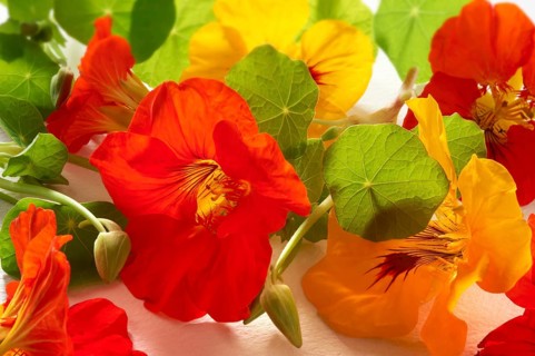Fresh Nasturtium (Tropaeolum)