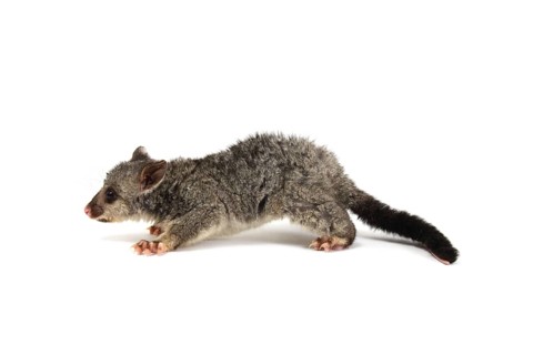 Common Brushtail Possum (Trichosurus vulpecula)