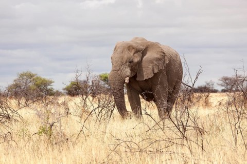 African Elephant (Loxodonta africana)