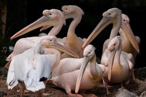 Great White Pelicans (Pelecanus onocrotalus)