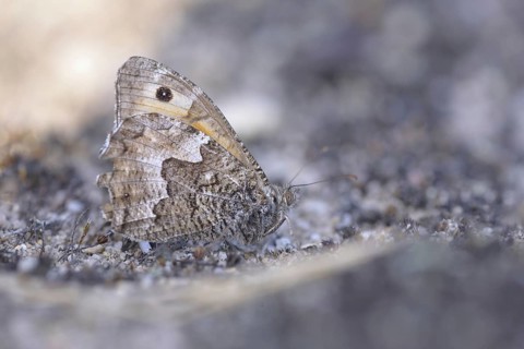 Grayling or Rock Grayling (Hipparchia semele)