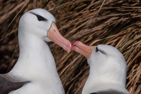 Black-browed Albatross or Black-browed Mollymawk (Thalassarche melanophris) returning to its nest and being welcomed by its brooding partner