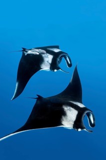 Two Reef manta rays (Manta alfredi)