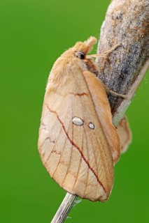 The Drinker (Euthrix potatoria)