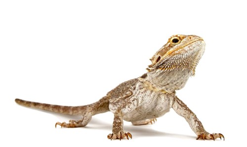 Dwarf Bearded Dragon (Pogona minor)