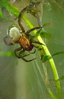 Water Spider or Diving Bell Spider (Argyroneta aquatica)