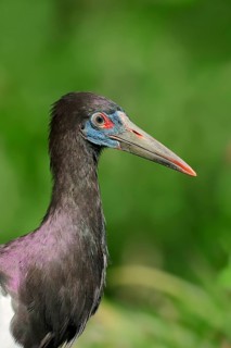Abdim's Stork (Ciconia abdimii)