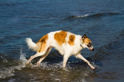 Borzoi or Russian Wolfhound