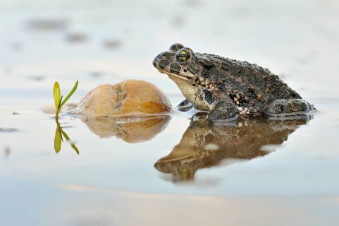 Green Toad (Bufo viridis complex) in an abandoned gravel pit