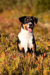 Appenzeller Sennenhund