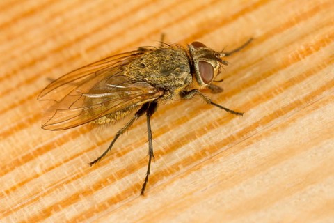 Cluster fly (Pollenia sp)
