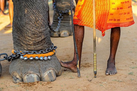 Elephant foot and human feet at Hindu temple festival