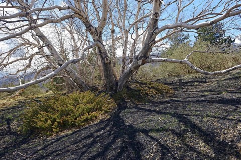 Etna Birch (Betula aetnensis)