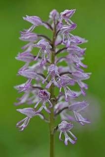 Military Orchid (Orchis militaris)
