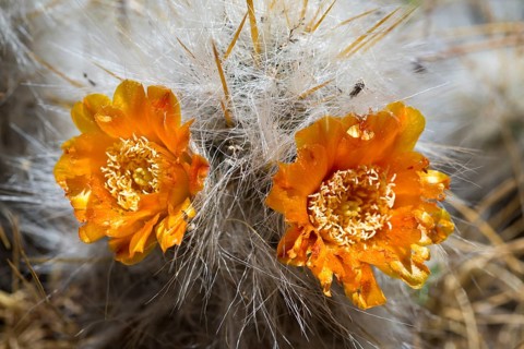 Old Man of The Andes (Oreocereus celsianus)