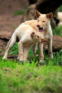 Dingoes (Canis familiaris dingo)