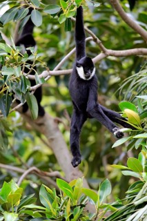 Northern White-cheeked Gibbon (Nomascus leucogenys)