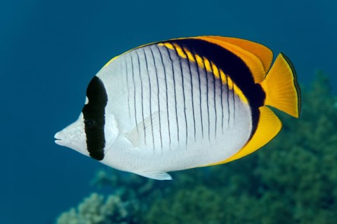 Lined butterflyfish (Chaetodon lineolatus)