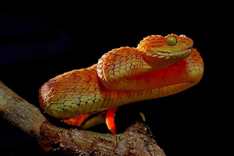 Mayombe Bush-Viper (Atheris squamigera anisolepis)