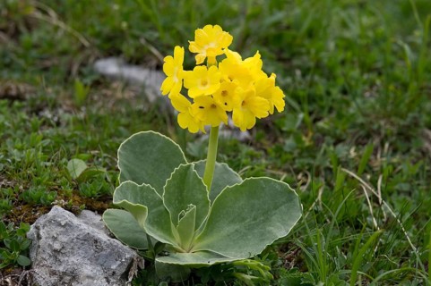 Bear's Ear