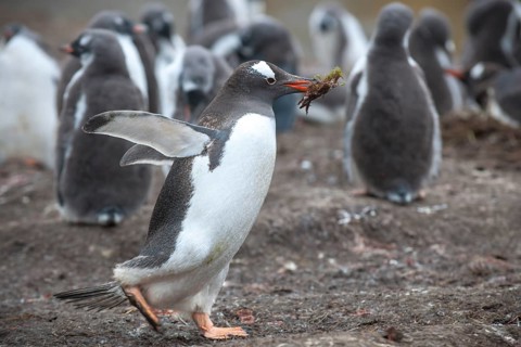 Gentoo Penguins (Pygoscelis papua) with nesting material