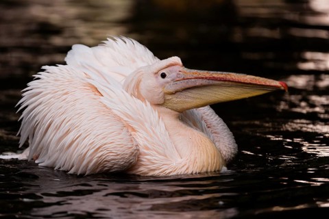 Great White Pelican (Pelecanus onocrotalus)