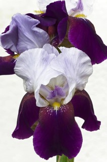 Tall Bearded Iris (Iris x barbata-eliator)