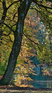 Common Beeches or European Beeches (Fagus sylvatica) in autumn