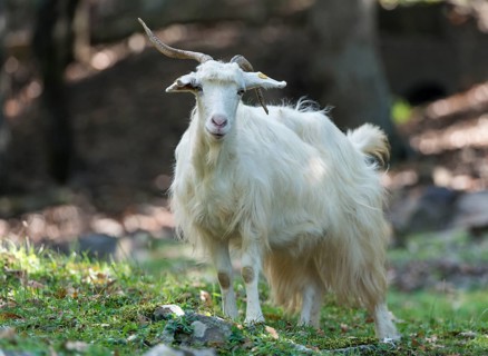 Feral white goat